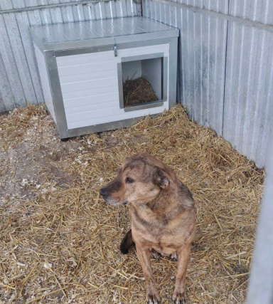 Hundehütten Ibrany 